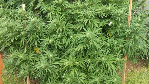 Cannabis im Freien, in einem Loch im Boden gepflanzt.