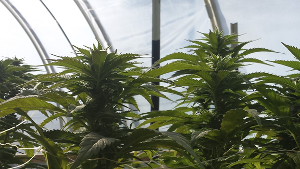 Anbau von Cannabispflanzen in einem Gewächshaus