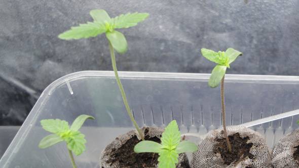 Cuánto tarda una semilla de marihuana en germinar?
