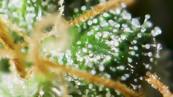 Trichomes mûrs sur du cannabis