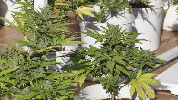 Cómo cultivar semillas autoflorecientes en exterior La