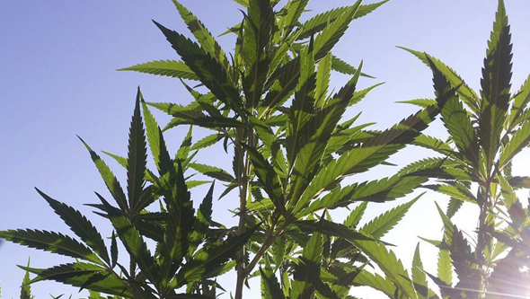 Boutures de cannabis en croissance en extérieur