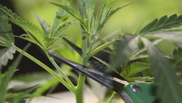 Cortando esquejes de marihuana