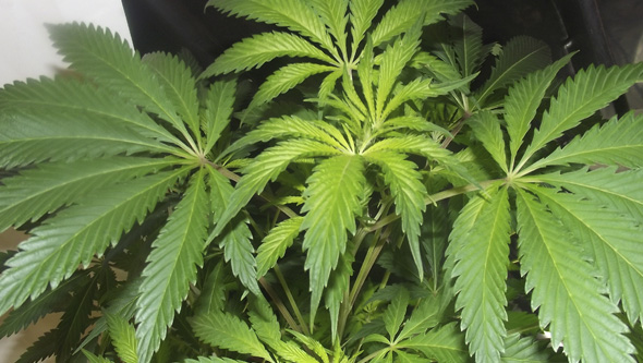 Planta de marihuana creciendo