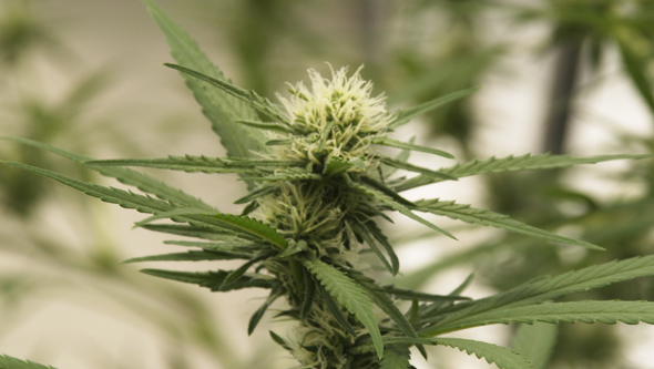 Planta de marihuana hembra en el inicio de floración