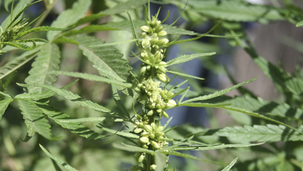 Plante de cannabis mâle