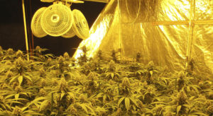 Ventilación en cultivos de marihuana en interior