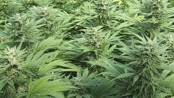 Esquejes de marihuana floreciendo en exterior