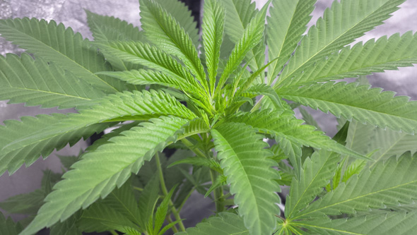 Planta de marihuana creciendo en interior (luz de bajo consumo)