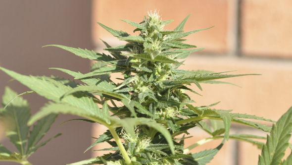 Semilla de marihuana autofloreciente en la etapa de floración
