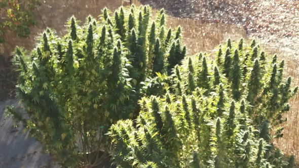 Graines de cannabis photo-dépendantes