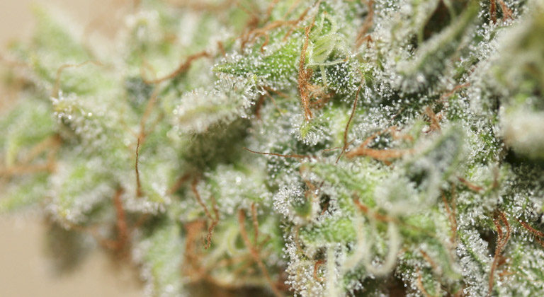 Evitar olores en cultivos de marihuana en interior