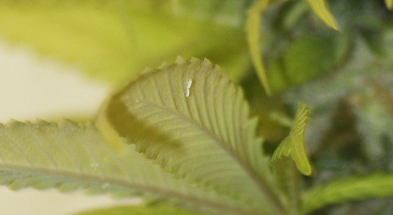 Como prevenir y eliminar la mosca blanca en marihuana