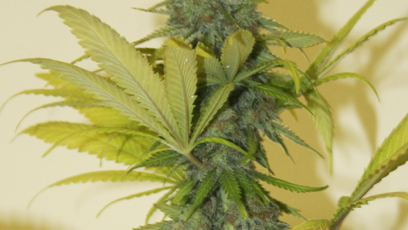 Mosca blanca criando floracion marihuana