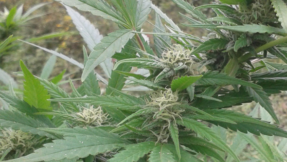 Mosca blanca en floracion de planta de marihuana