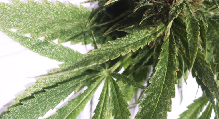 Como prevenir y eliminar araña roja en plantas de marihuana