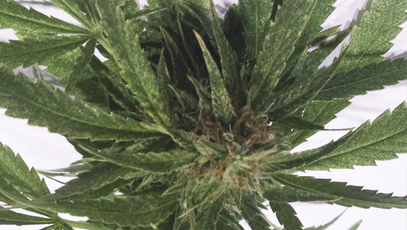 Planta de marihuana en floración atacada por araña roja