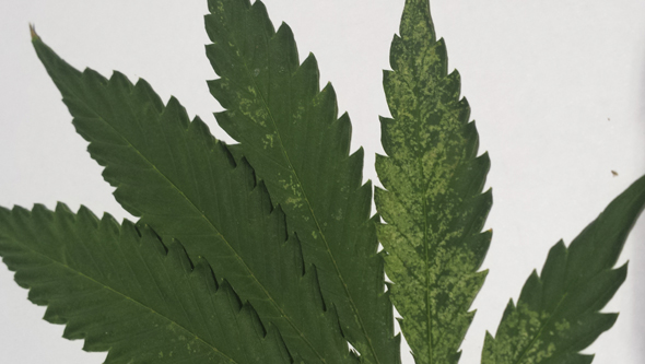 Thripsbefall während des Wachstums von Cannabispflanzen
