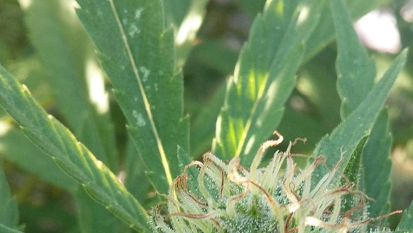 Attaque de thrips d'une plante de cannabis en floraison