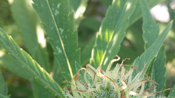 Plaga de trip en floración de marihuana