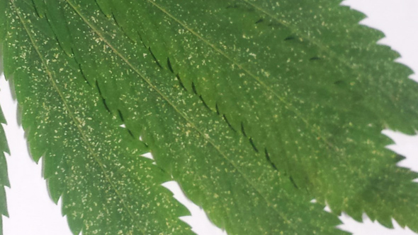 Hoja de marihuana atacada por araña roja