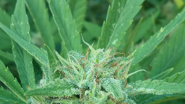 Planta de marihuana atacada por trips Planta de marihuana atacada por trips