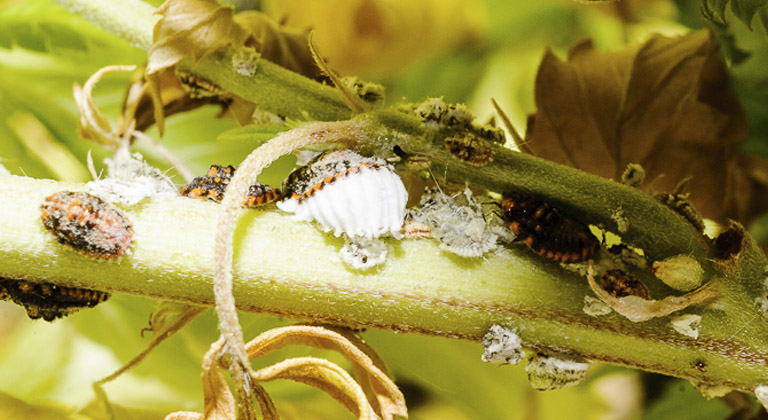 Resultado de imagen de cochinilla plantas