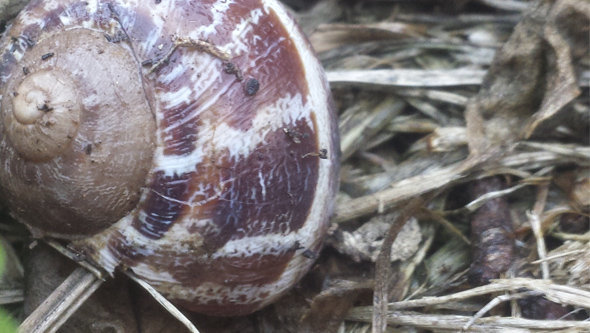 La coquille d'escargot le protège de nombreux ennemis naturels