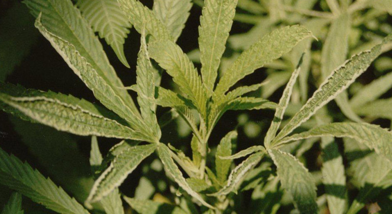 Introduction aux parasites dans la culture du cannabis- Alchimia