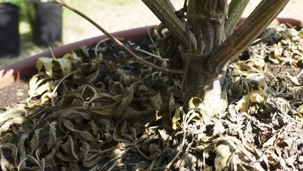 Fusarium en marihuana