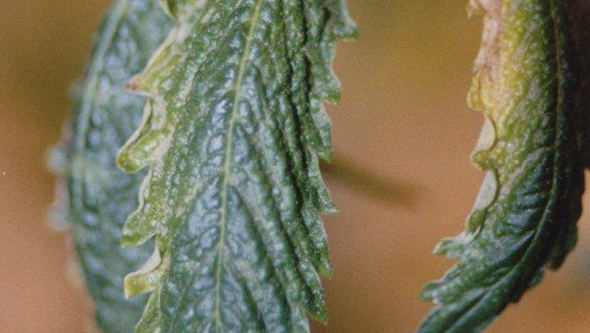 Feuille de cannabis ridée par les micro-acariens