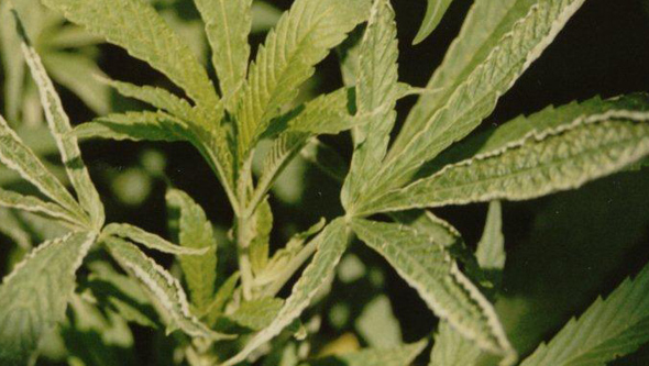Planta de marihuana en crecimiento con microácaro