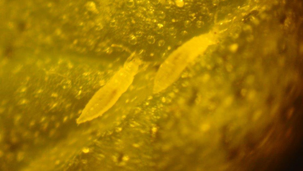 Microacaros en marihuana vistos con microscopio Microacaros en marihuana vistos con microscopio