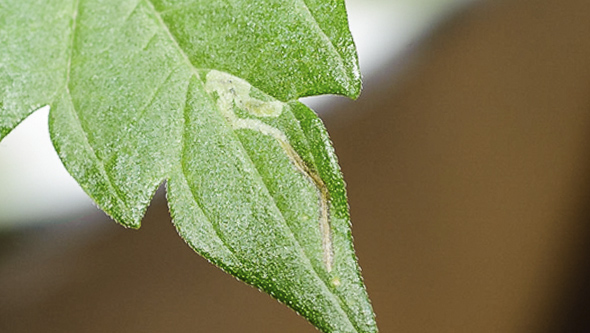 Mineuse de feuilles sur du cannabis