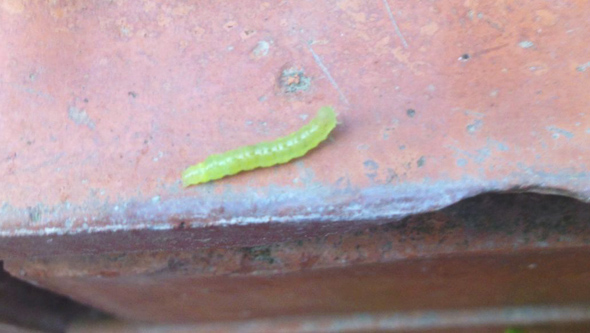 Jeune chenille de tête d'une plante de cannabis