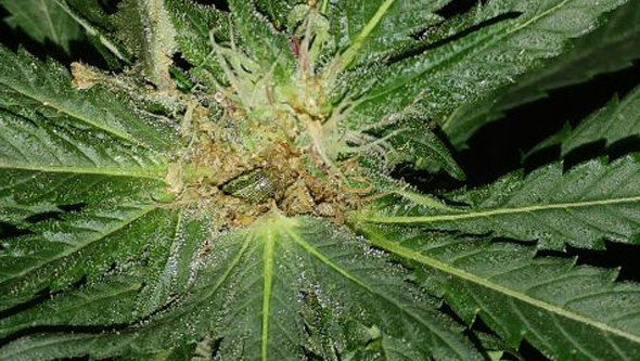 Raupe, die eine Cannabisblüte verschlingt