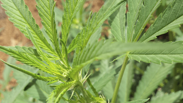 Plante de cannabis saine