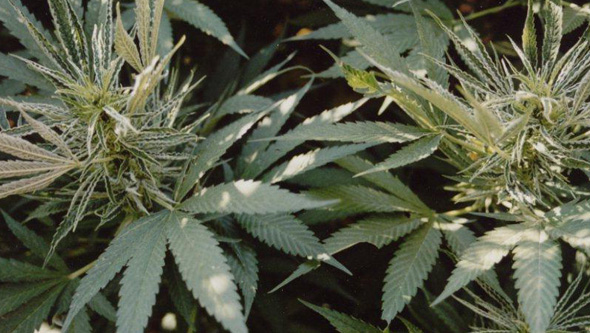 Plantas de marihuana atacadas por microácaro