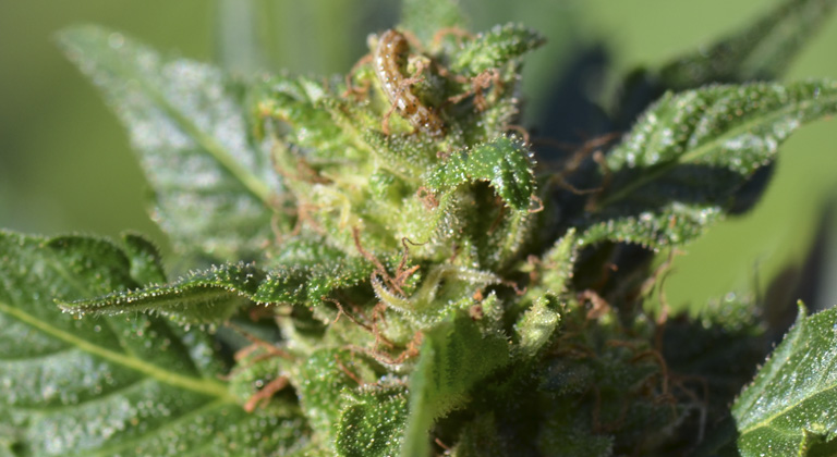 Cómo prevenir y eliminar la oruga del cogollo en plantas de marihuana