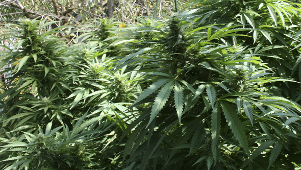 Plantes de cannabis sans oïdium