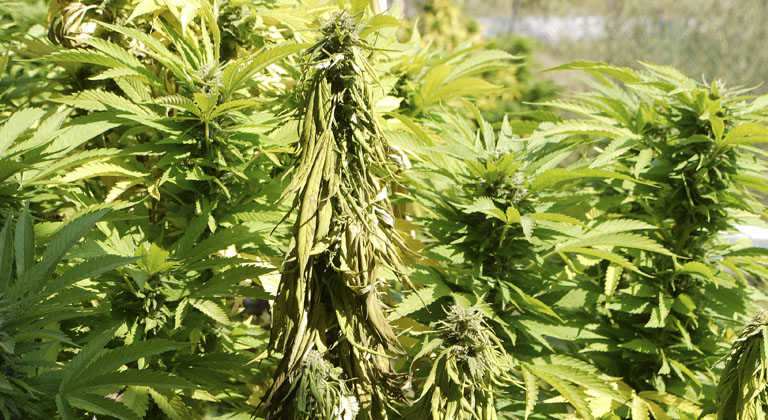 Como Prevenir Y Eliminar Fusarium En Plantas De Marihuana