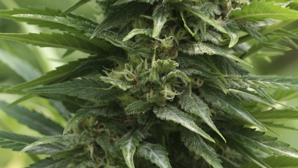 Oidio en planta de marihuana Oïdium en plante de cannabis