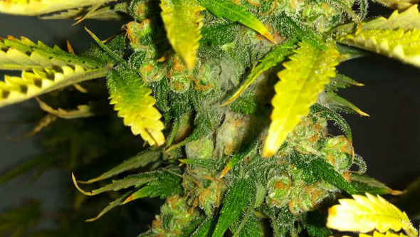 Botrytis sur du cannabis en floraison