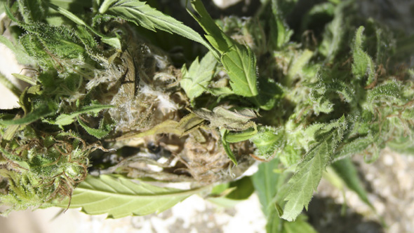 Tête de cannabis avec botrytis