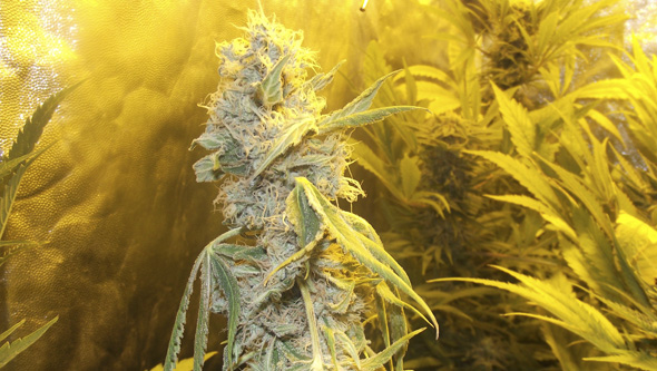 Botrytis sur plante de cannabis