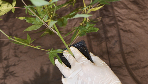 Guantes en cultivo de marihuana