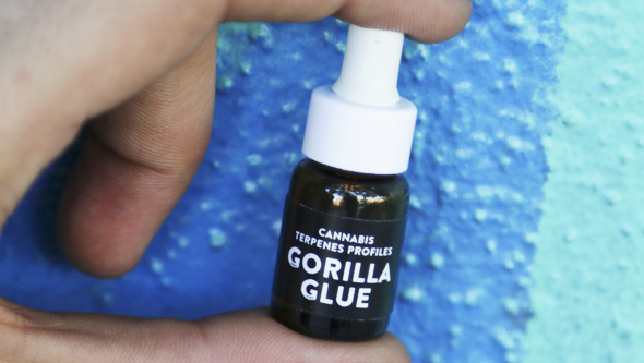 Terpènes de Gorilla Glue de Cali Terpenes