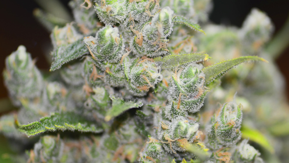 Cannabinoides en marihuana THC, CBD y terpenos CBD y sus beneficios
