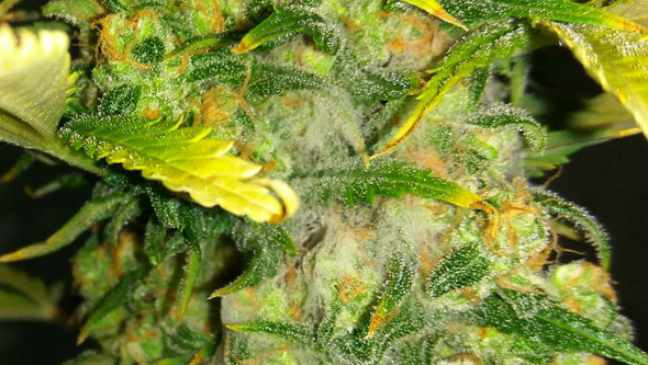 Botrytis en marihuana