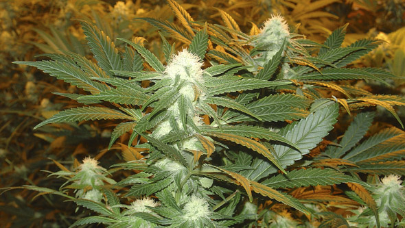 Glosario cannábico, diccionario sobre cannabis - La Huerta Blog